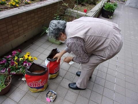 ポテト物語①