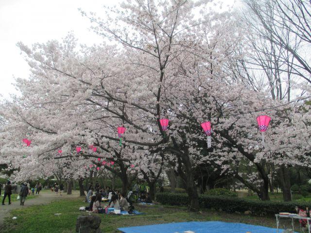 お花見