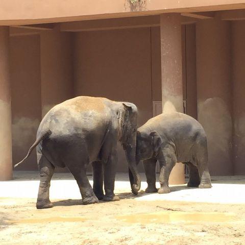 遠足＠東山動物園（3）