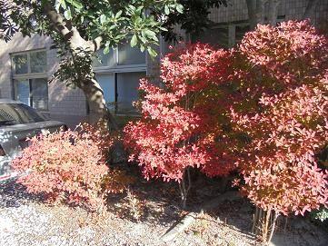 植え込みの紅葉