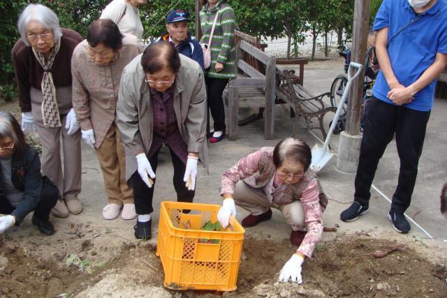 芋堀り