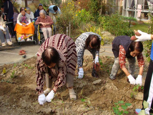 芋堀り