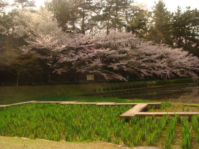 上野台公園