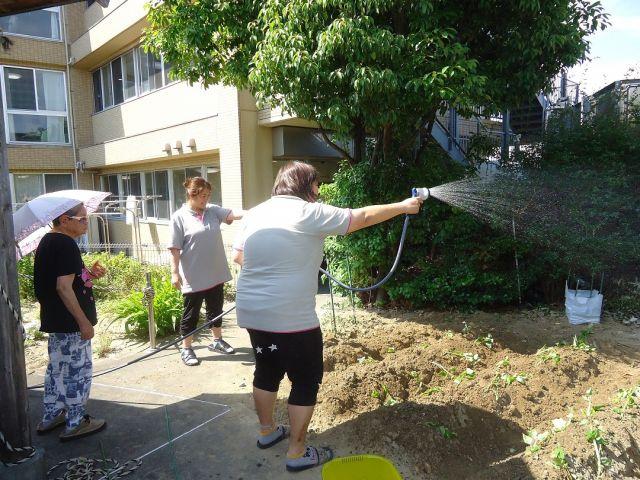 さつま芋の苗