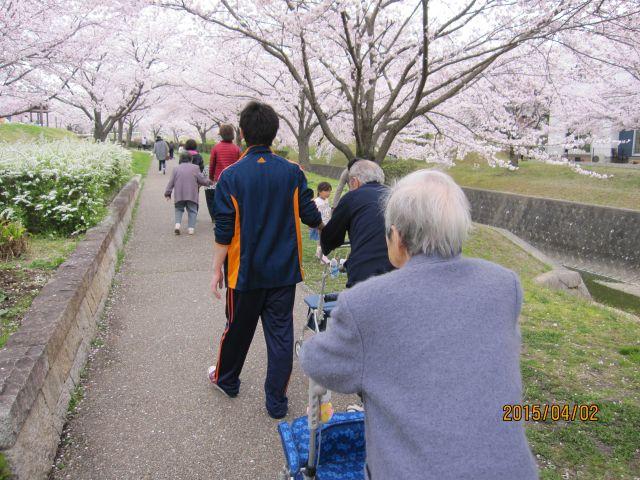 4月2日　桜のお花見に行きました