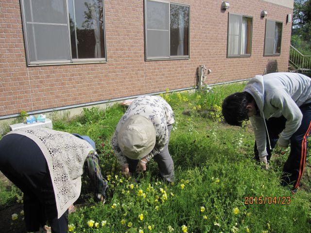 お庭の草抜き！