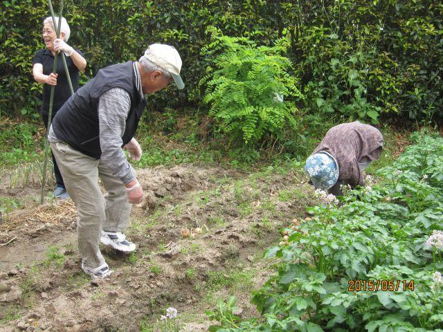 5月14日　玉ねぎほり！