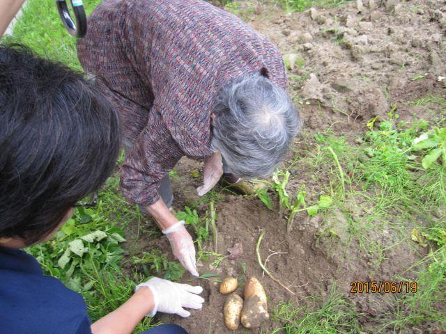 6月19日　じゃがいも掘りをしました