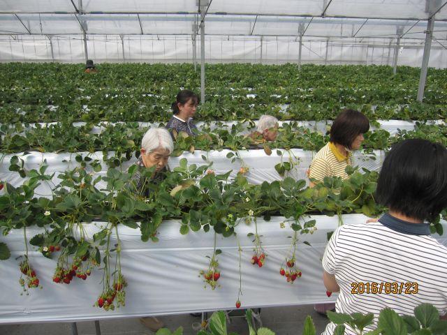 ３月２３日　いちごがり！