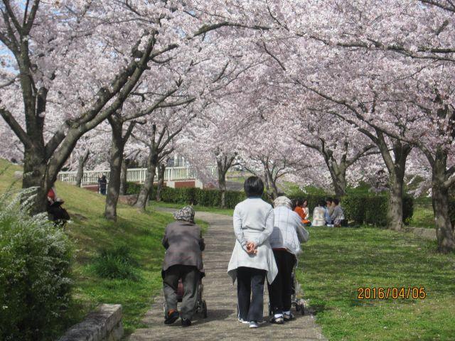 4月5日　井上公園で桜のお花見！