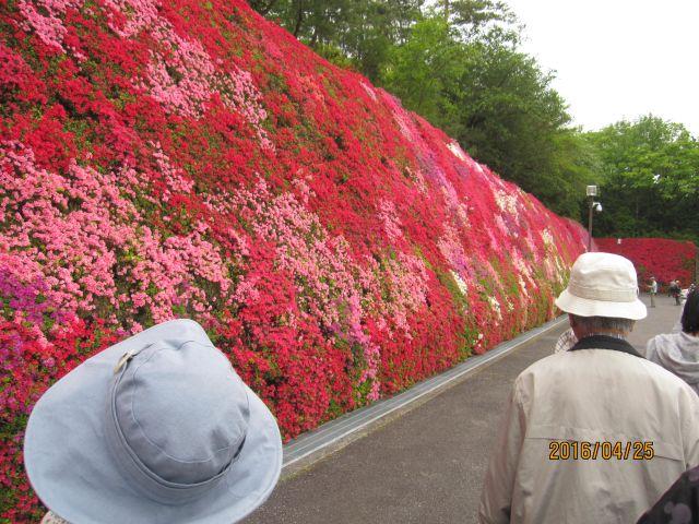 4月25日　つどいの丘のツツジのお花見！