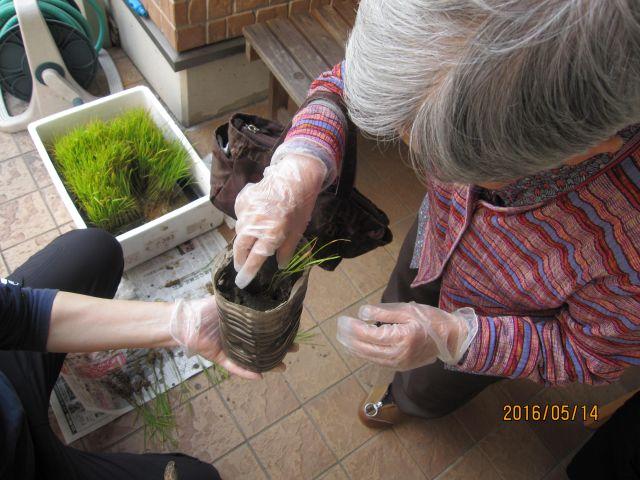 ペットボトルの田植えをしました。