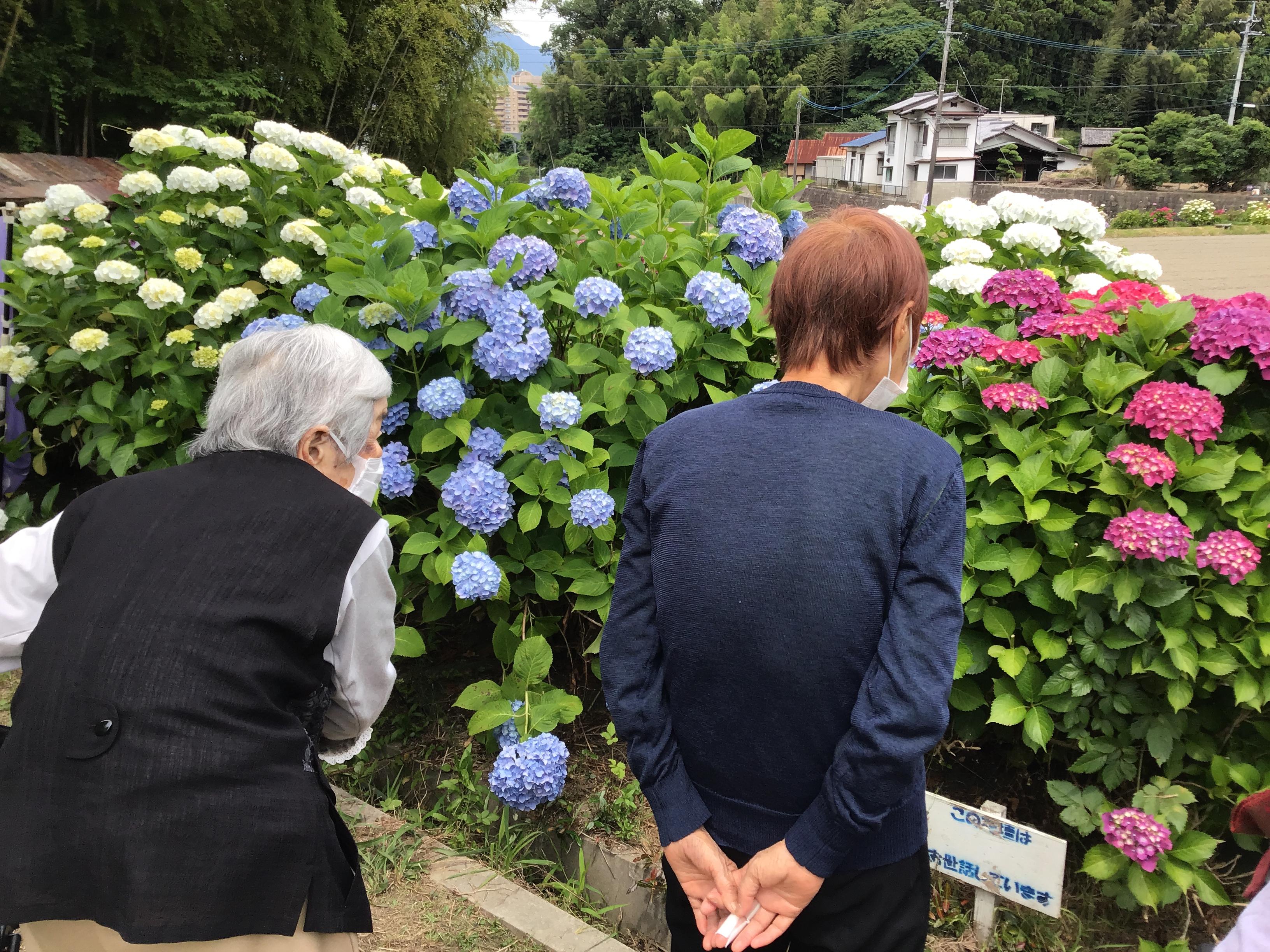 「太宰府市の紫陽花の名所を巡る～自然と触れ合うリハビリツアー」