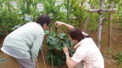 ６月１１日　（火）　大収穫祭