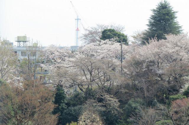 クラーチから見える桜