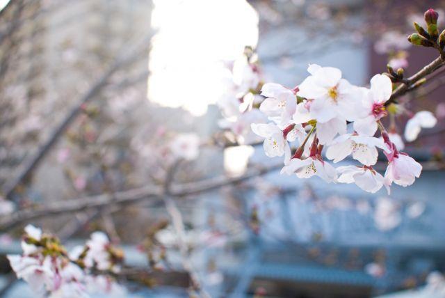 見学・相談は今がベストです（お花見シーズン）