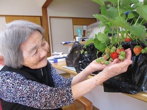 しらさぎ園芸部『イチゴ狩り』☆