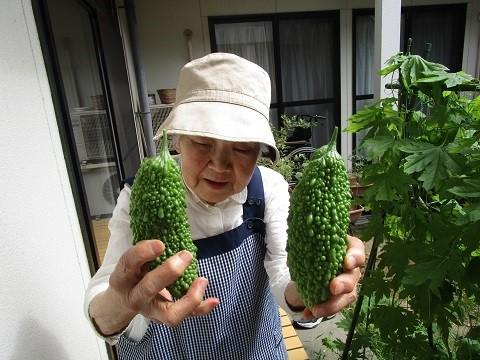 『しらさぎ園芸部　夏やさい収穫☆』