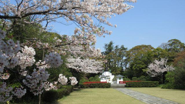 桜満開