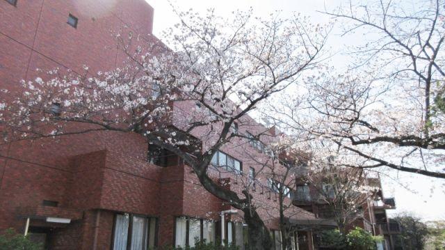 敷地内の桜