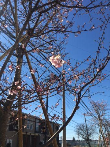 桜が咲き始めました。