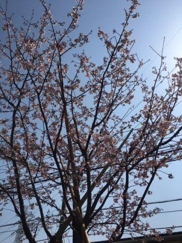 安行寒桜が満開です