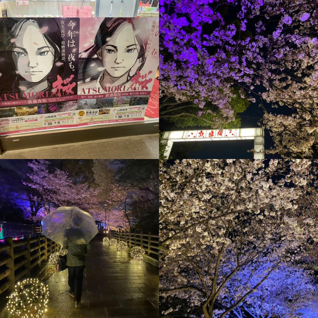 「敦盛桜2023」夜桜のライトアップ?