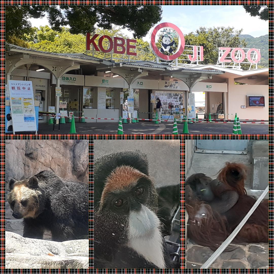 王子動物園で一番印象に残った動物はボルネオオランウータンです!