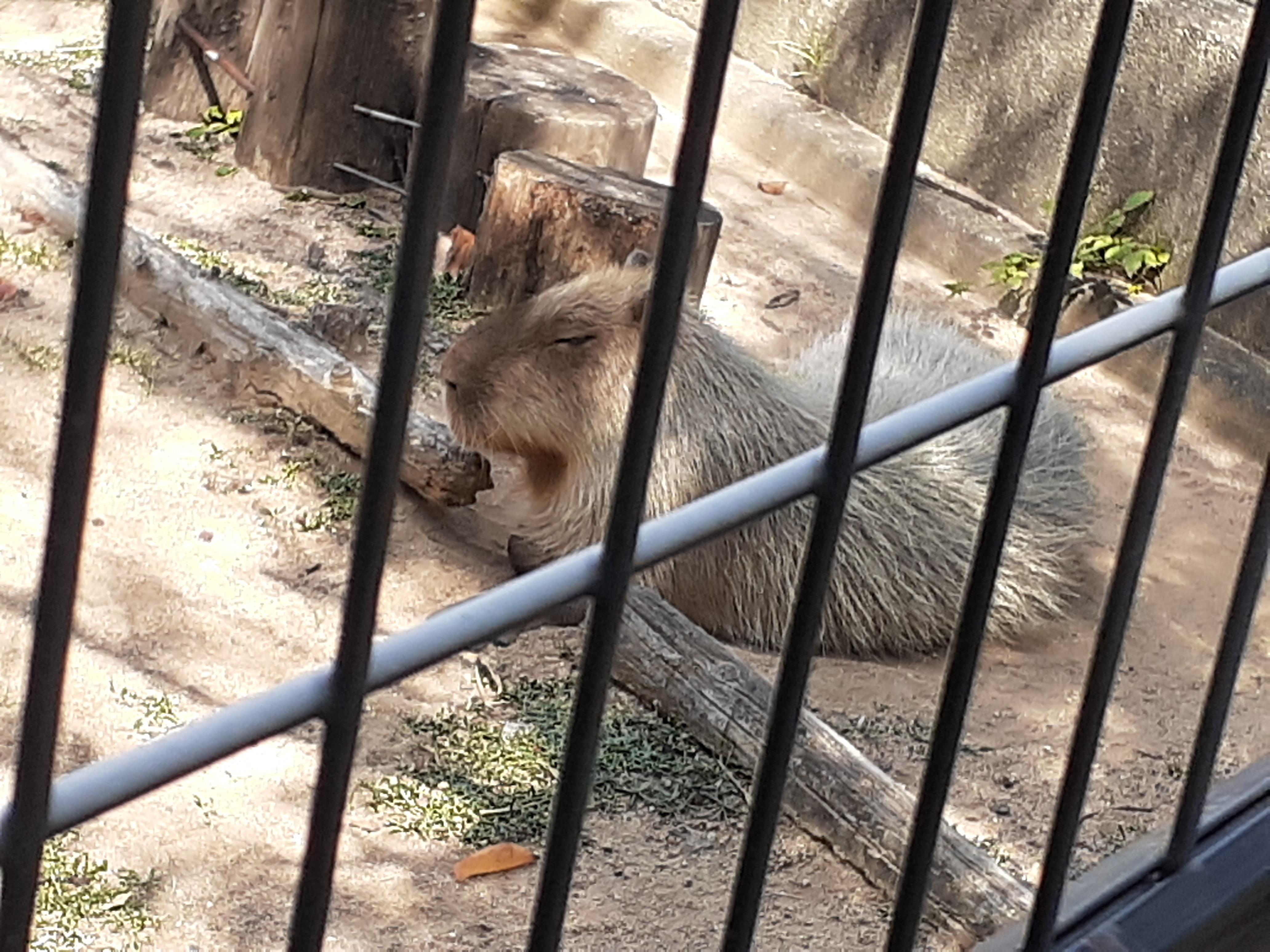 私はこちらの動物をカピパラだと思っていました?