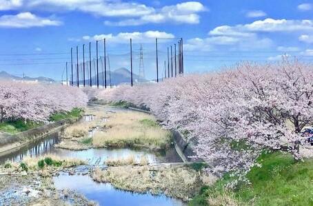 季節を感じる満開の桜