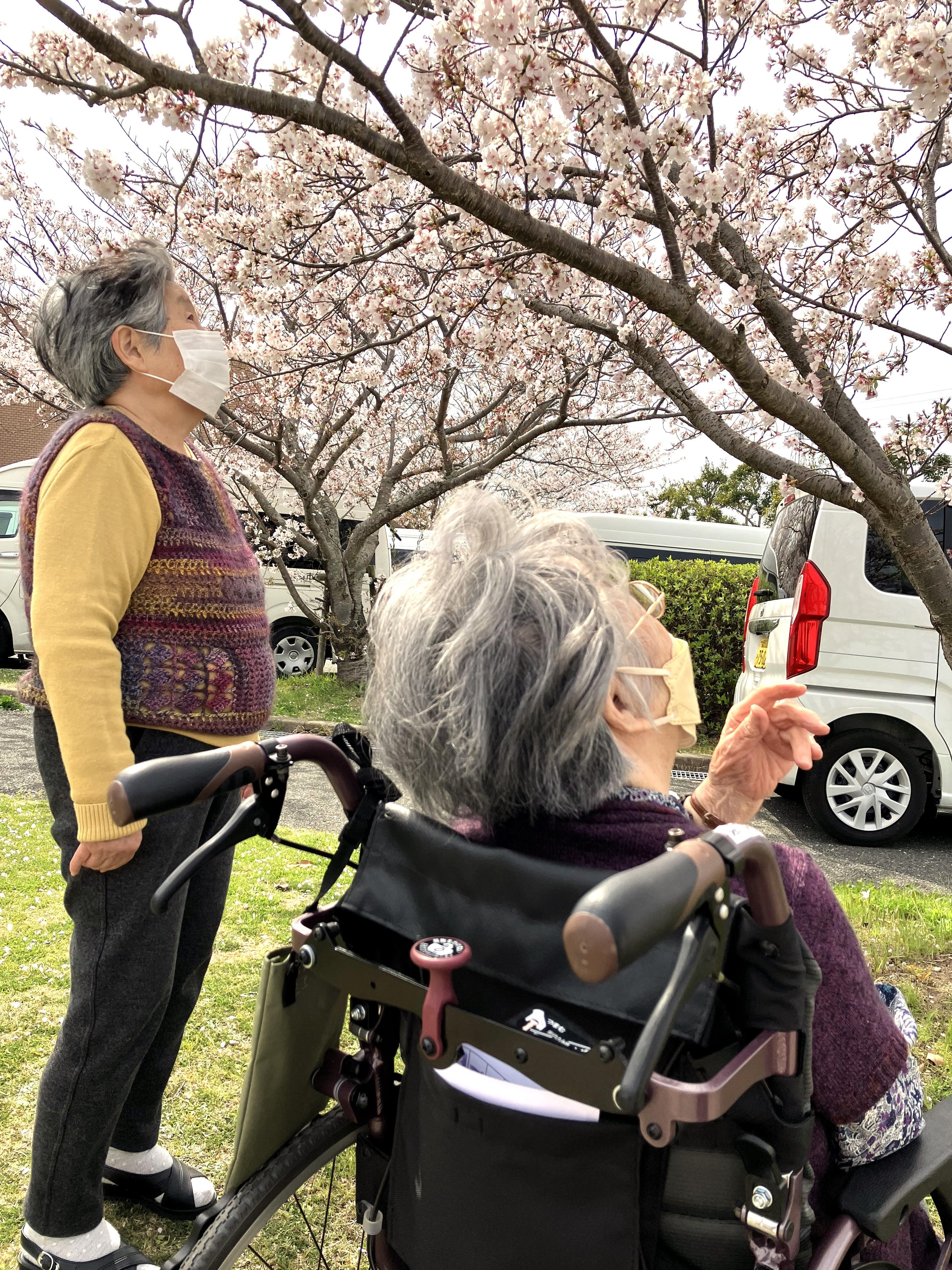 満開の桜の下で