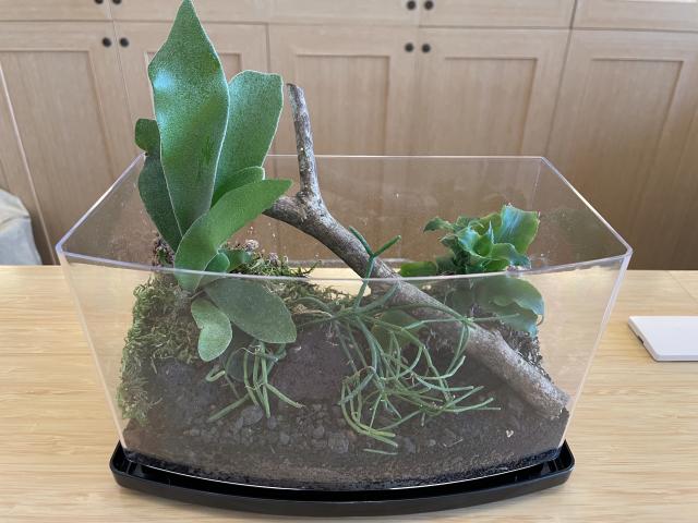 観葉植物のテラリウム作り