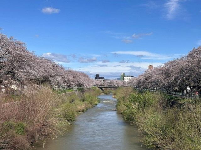 周辺環境（香流川の桜並木）